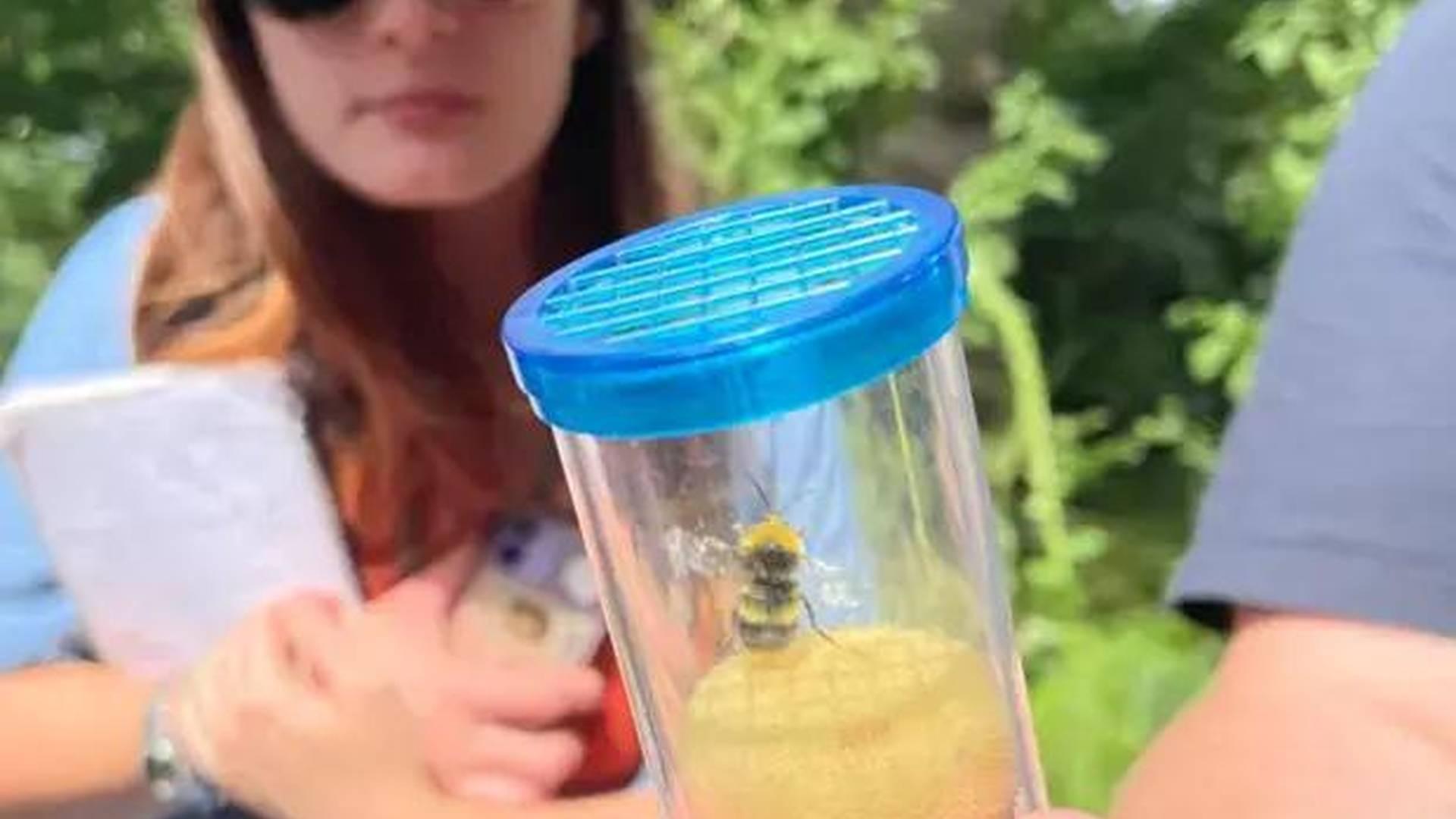 Bees Needs Science Festival 2026 photo