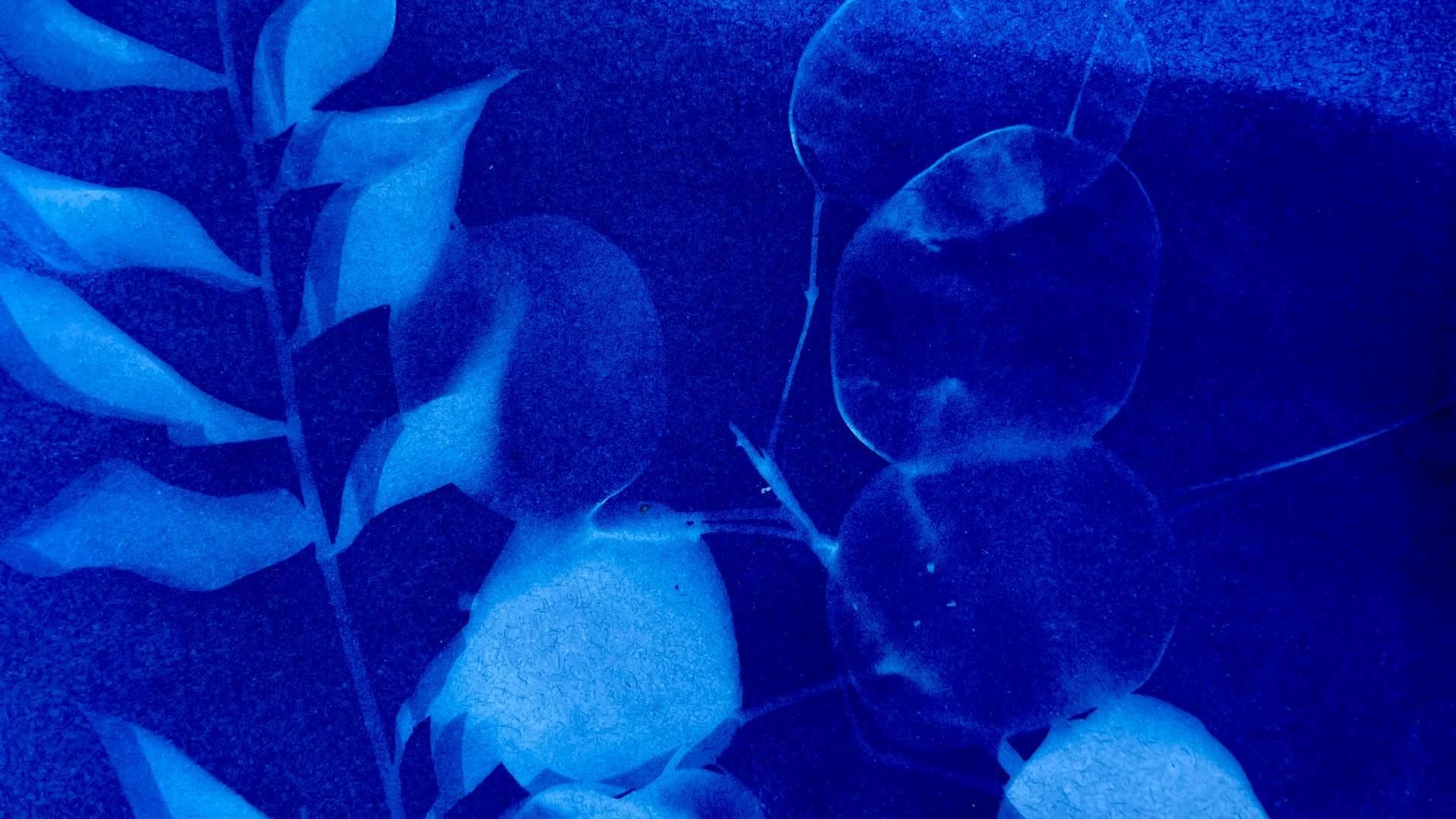 Cyanotypes and Collage - Crafting a Natural Utopia photo