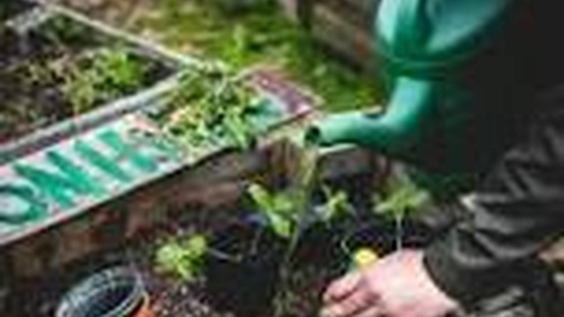 Family gardening workshops: Gardening fun for adults and children photo