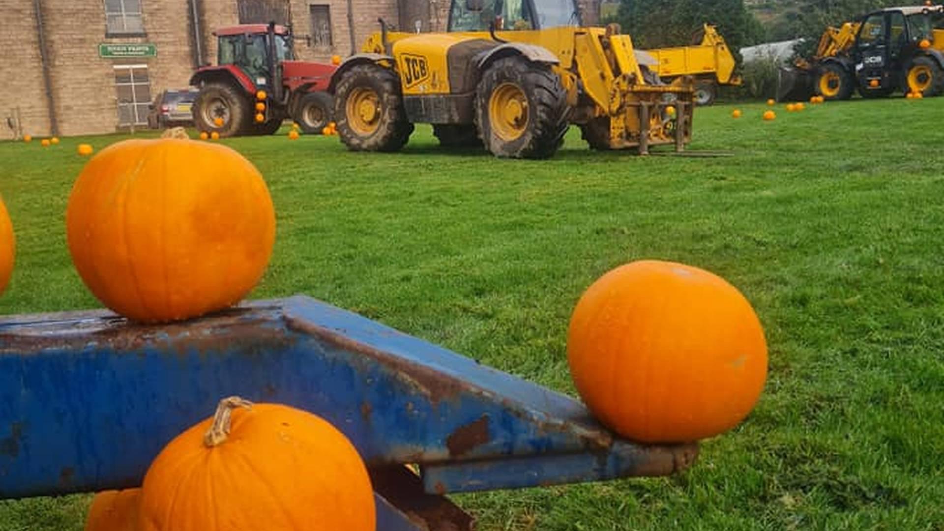 Pumpkin Patch photo