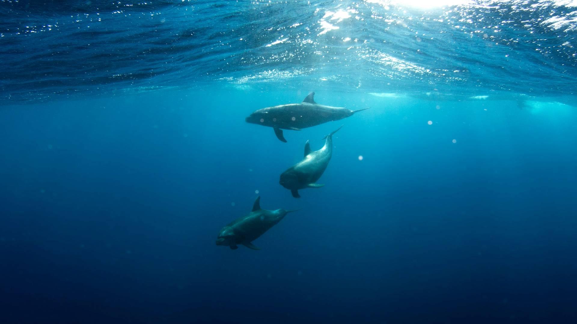 Underwater Seaworld photo