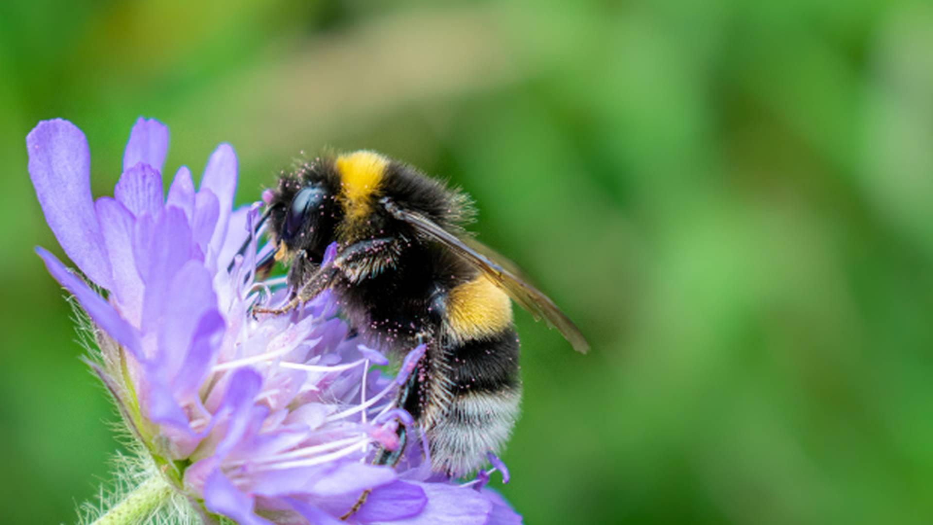 Needle Felting Workshop: make a bee photo