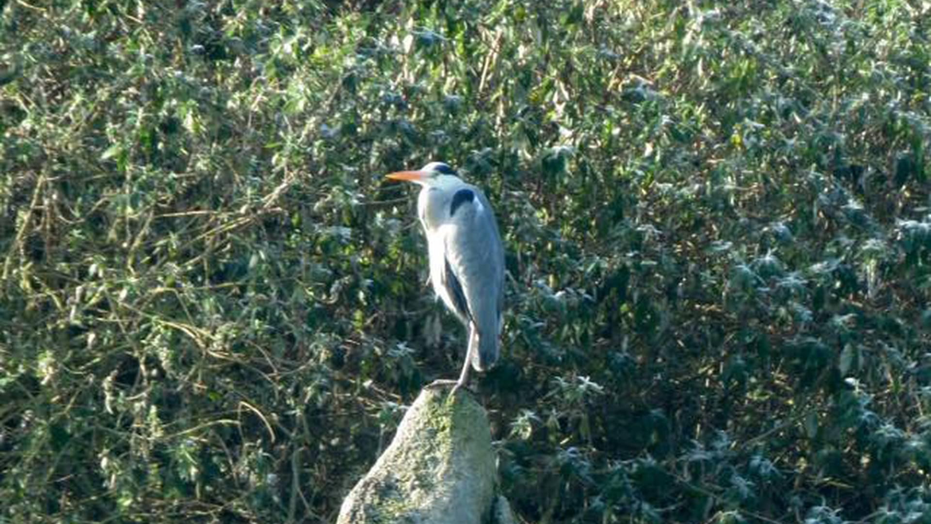 RSPB FREE Big Garden Birdwatch photo