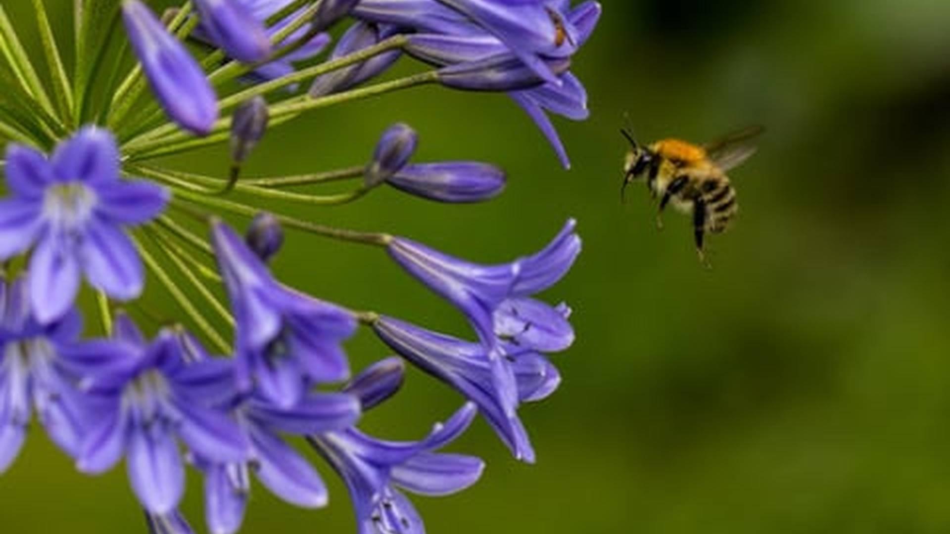 Bumblebee Weekend At Down House photo