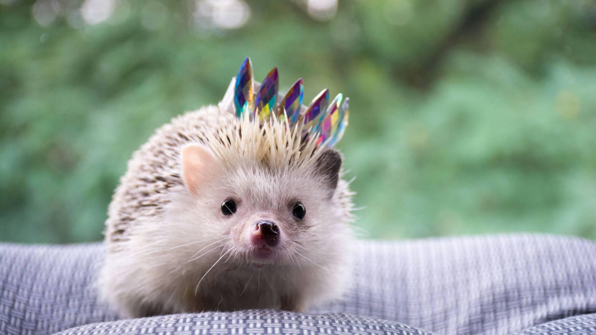 Hairy Hedgehogs (3-5 yrs) photo
