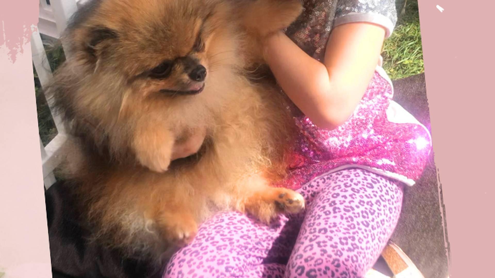 Animal Parties photo