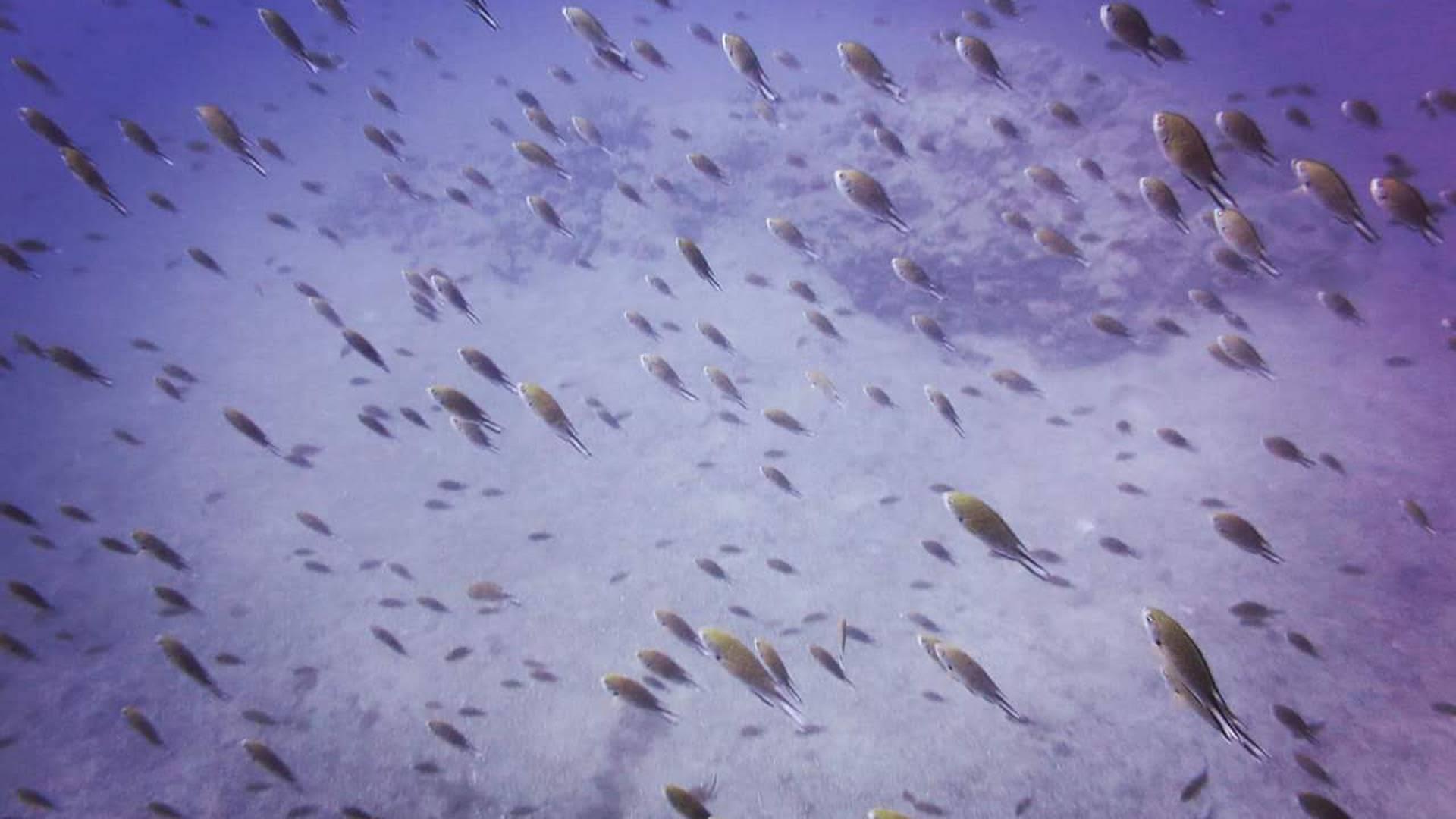 Ocean Diver photo