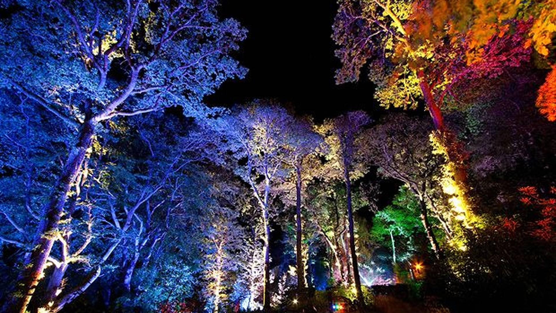 The Enchanted Forest photo